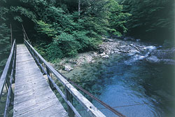 Suspension Bridge and Mountain Stream